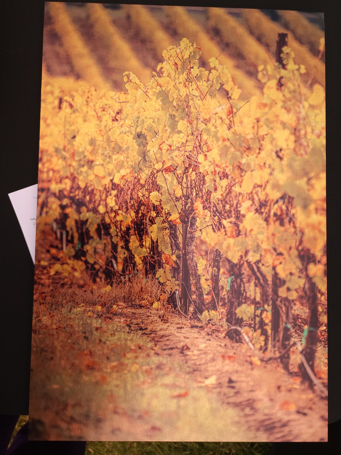 Autumn Vineyard
