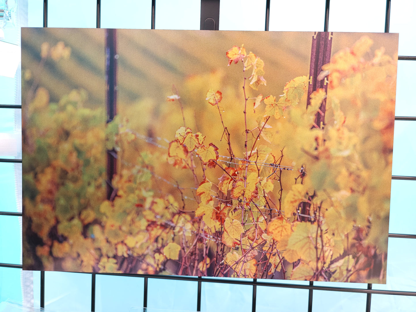 Autumn Grapevine