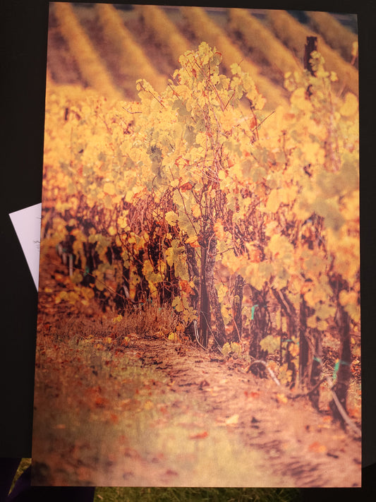 Autumn Vineyard